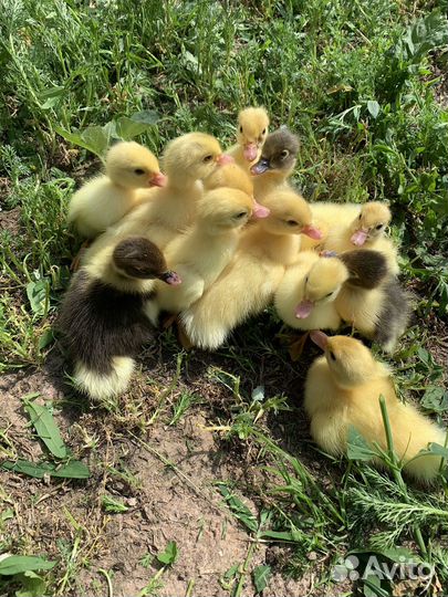 Мускусные утки (от суток до 2 лет, семьи, аренда)