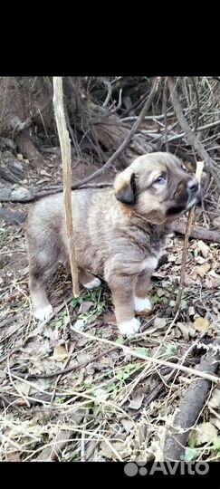 Щеночек Рой в добрый дом