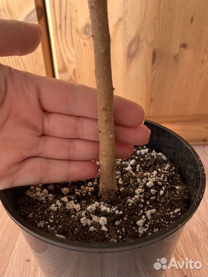 Фикус бенджамина