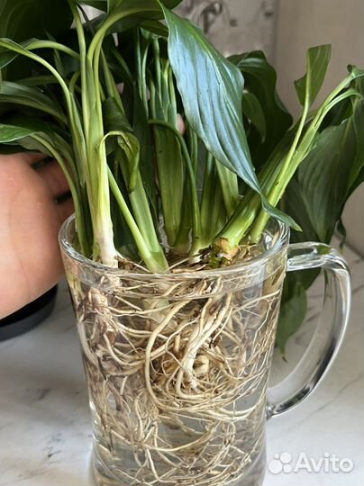 Ростки спатифиллума