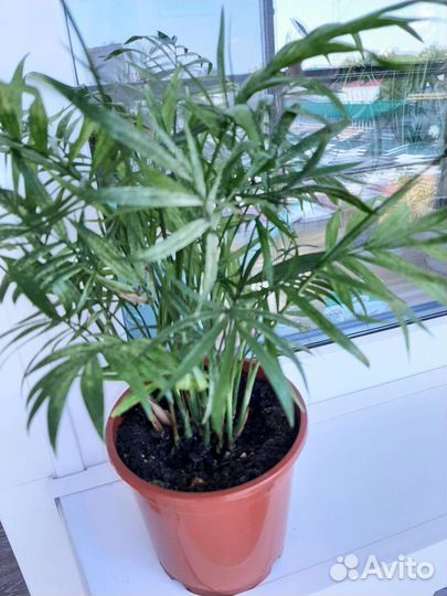 Пальма драцена,хамедорея