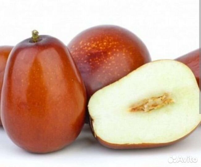 Зизифус саженцы