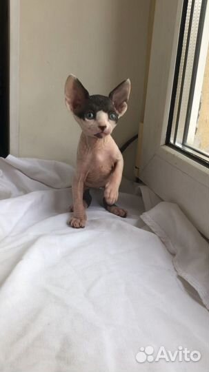 Канадские девочки