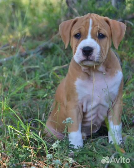 Щенки амстаффа, питомник