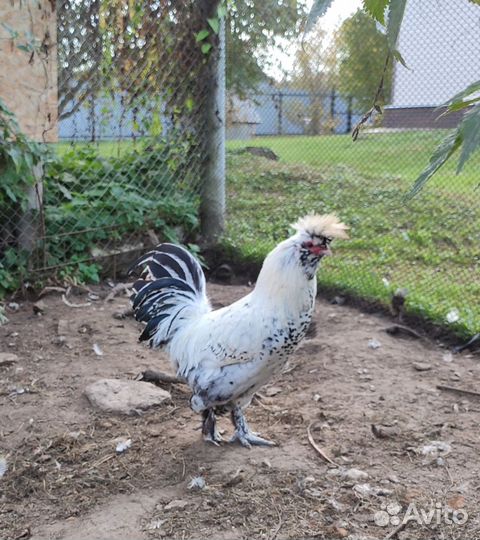 Петухи. Павловский серебро, Шабо