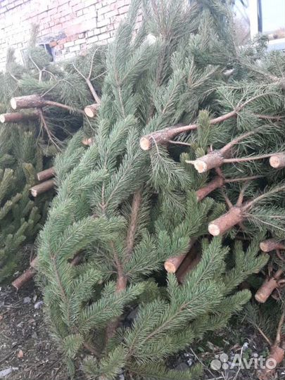 Сосна Рождественская