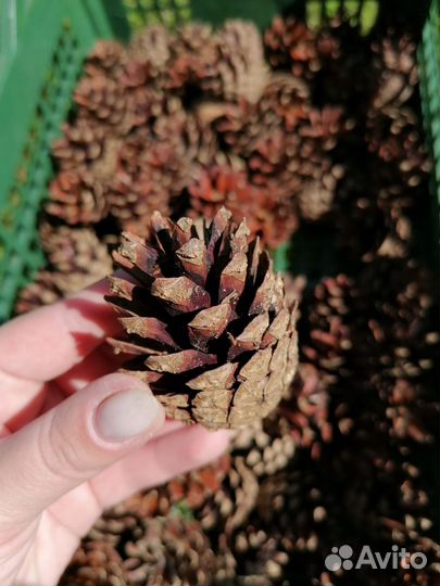 Шишки сосновые