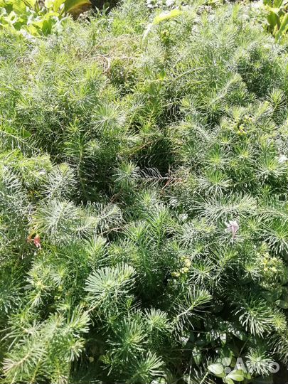 Продам многолетние растения