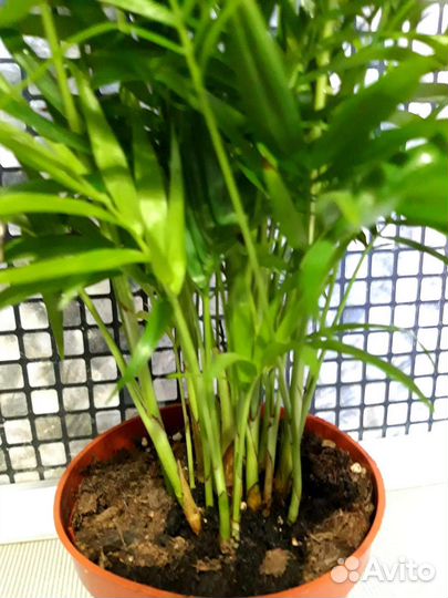 Пальма хамедорея элеганс