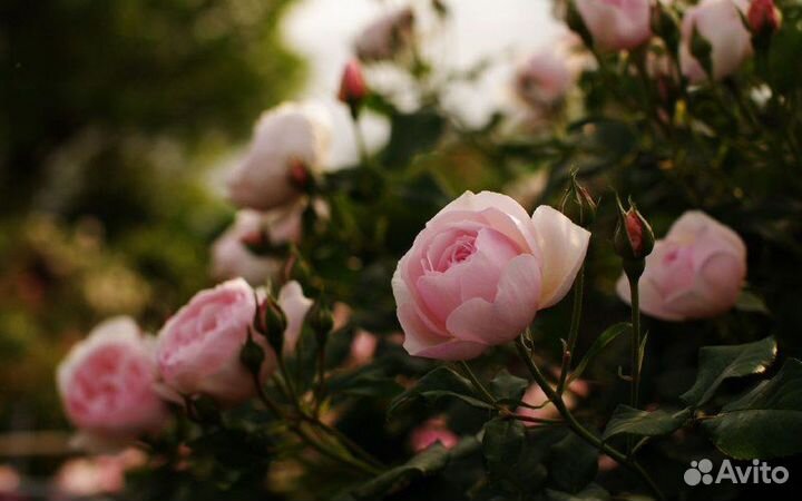 Розы чайные