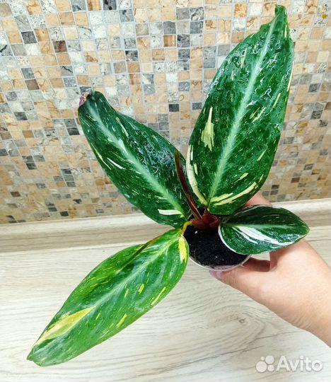 Строманта Меджик Стар