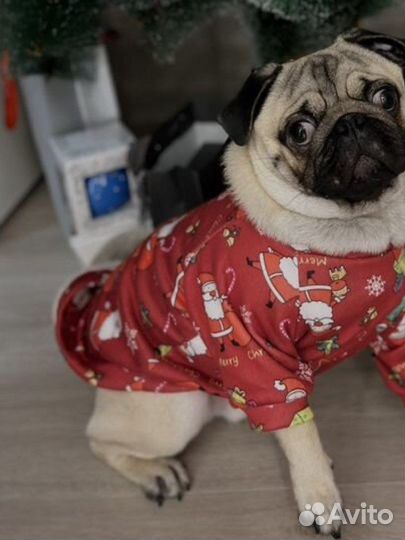 Мопс вязка мальчик