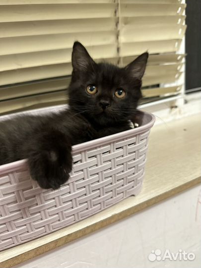 Котята в дар
