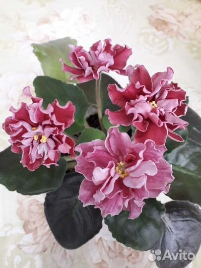 Сортовые фиалки