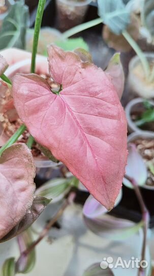 Очень много красивых цветов