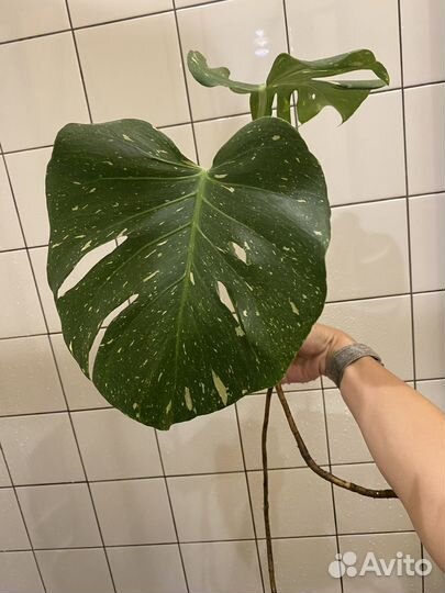 Монстера тайское созвездие
