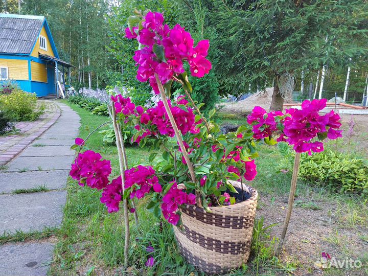 Бугенвиллия черенок