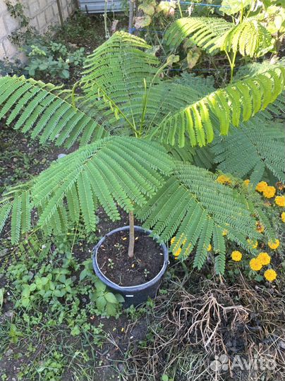 Делоникс королевский (огненое дерево )