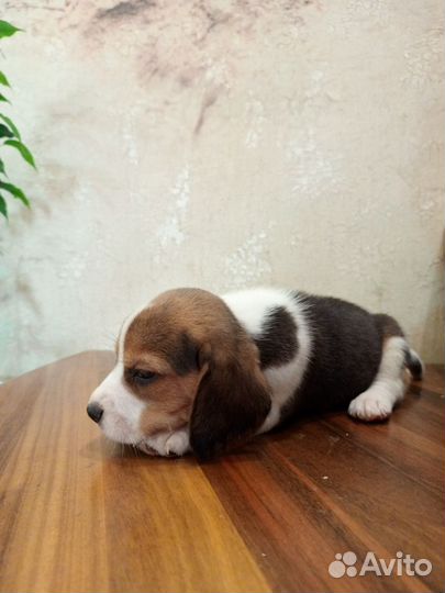 Щенки бигль