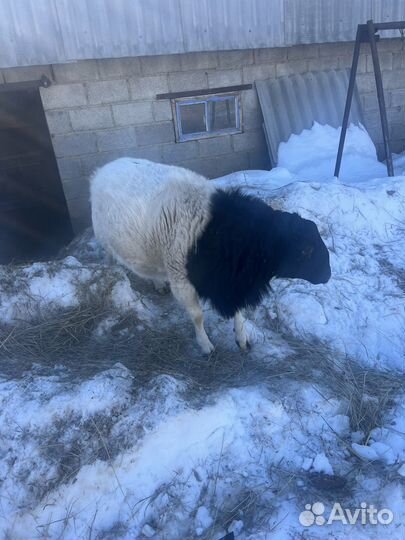 Дорпер черно - головый