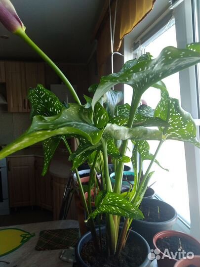 Комнатные растения и цветы