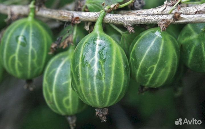 Саженцы крыжовника Зеленый Изумруд