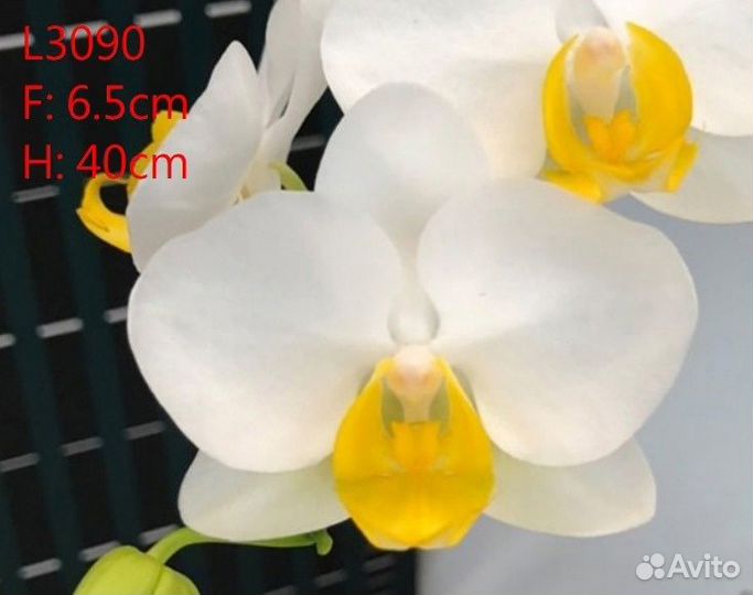 Орхидея фаленопсис Азия подростки не цветут