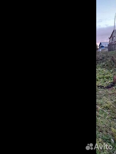 Корова высокоудойная