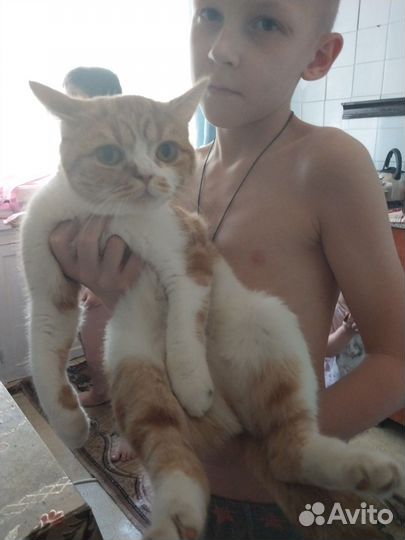 Кошка на вязку