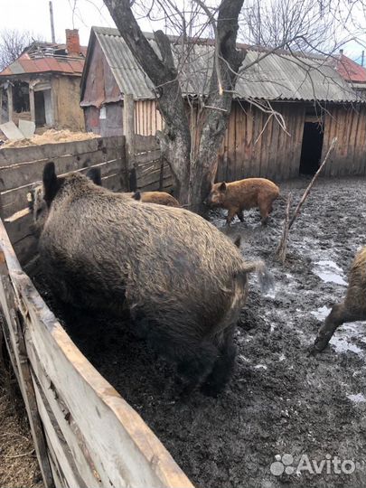 Кабан На племя