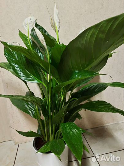 Спатифиллум Вивальди