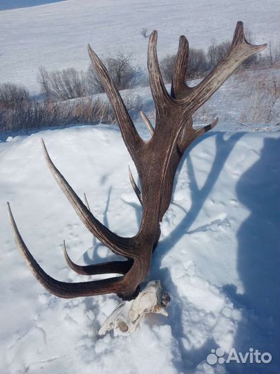 Рога оленя и лося