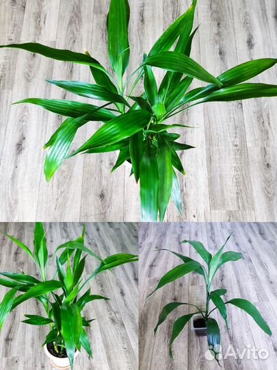 Комнатные: Драцена Сандера, Каланхоэ