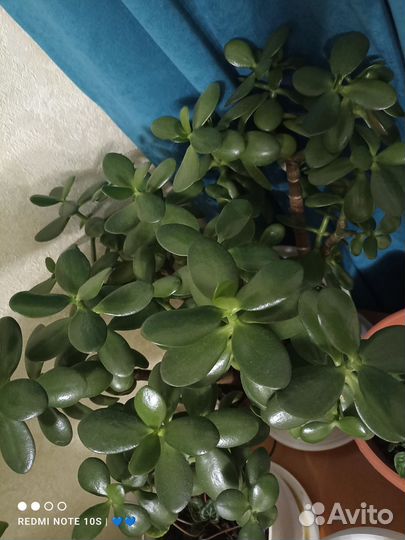 Денежное дерево 