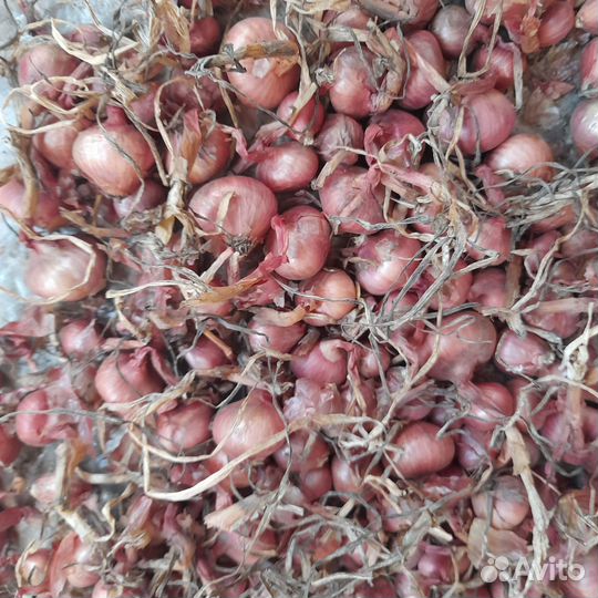 Лук семейный Золотинка