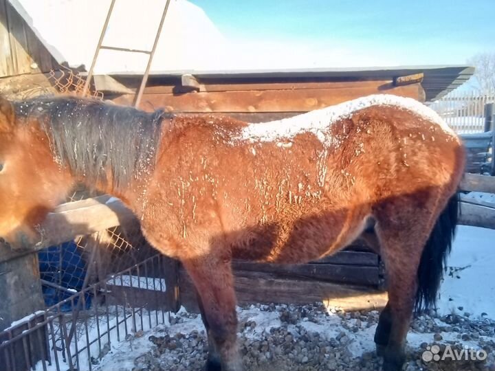 Жеребец. Кобылы