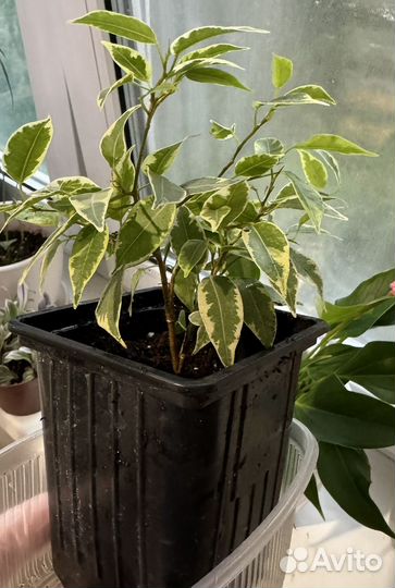 Фикус бенджамина