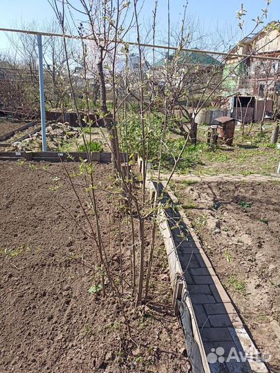 Саженцы плодовых деревьев