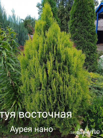 Черенки хвойных растений