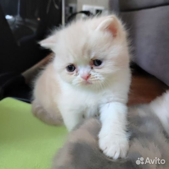 Котята Экзот