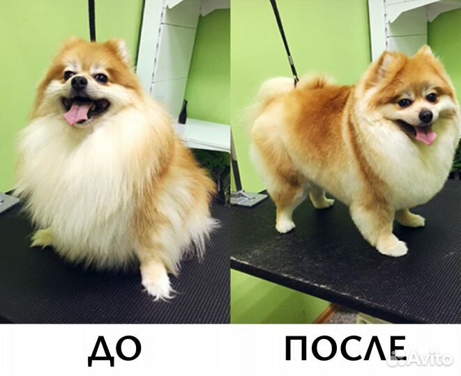 Груминг, стрижка собак и кошек