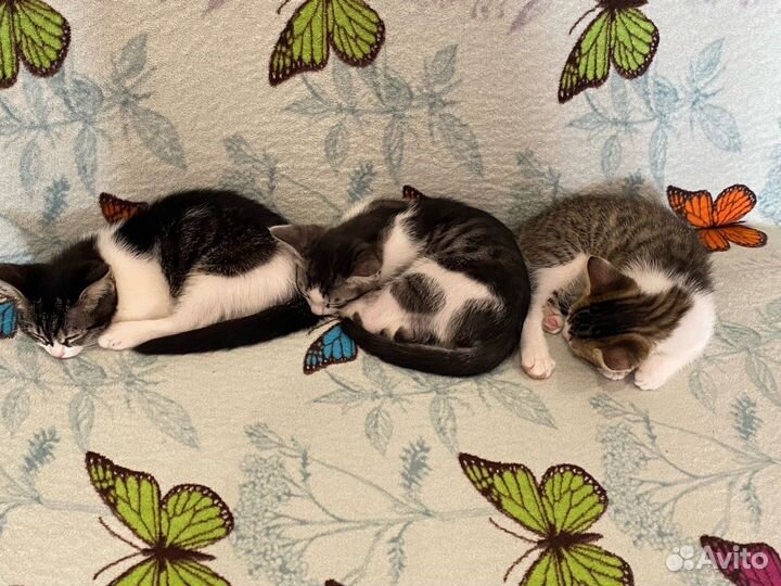 Котята в добрые руки бесплатно