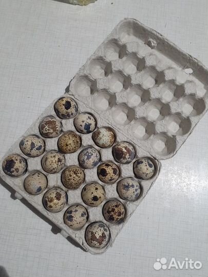 Перепелиные яйца, инкубационные и пищевые