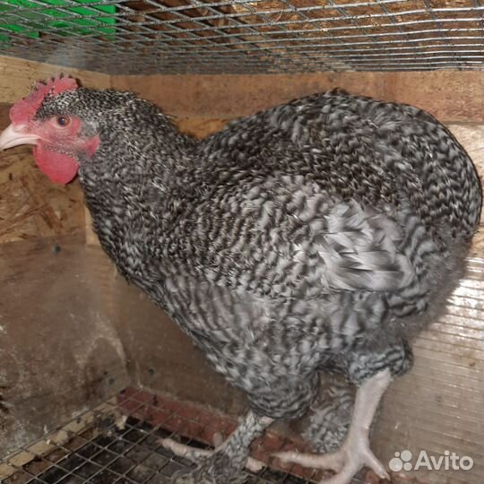 Куры и петухи брама, маран, форверк, малин