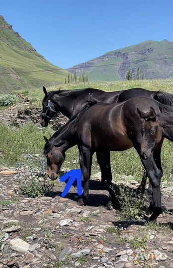 Продаю лошадь жеребец