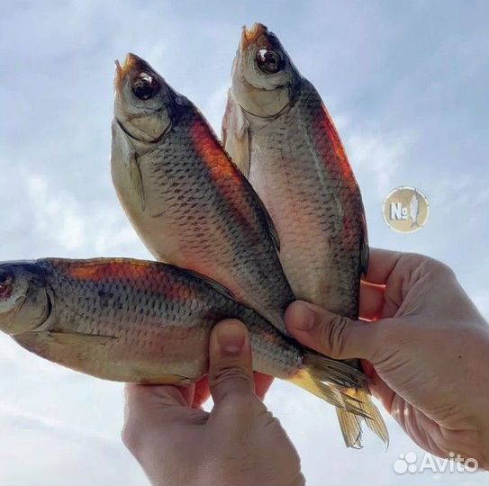 Астраханская вобла