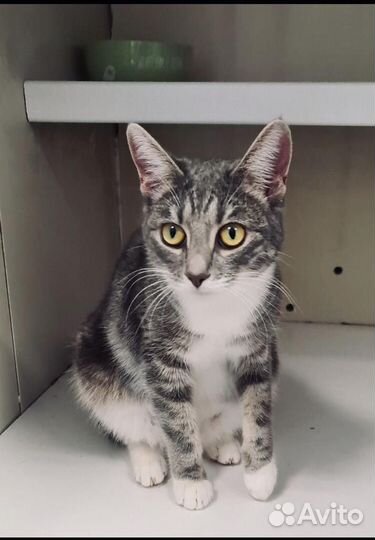 Молодая кисуля в добрые руки