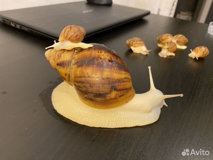 Улитки архахатины