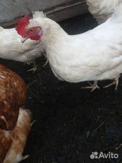 Куры несушки
