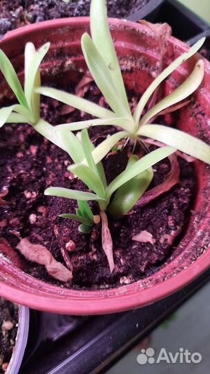 Росянка. Жирянка. Хищные растения